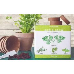 kit démarrage basilic urbain